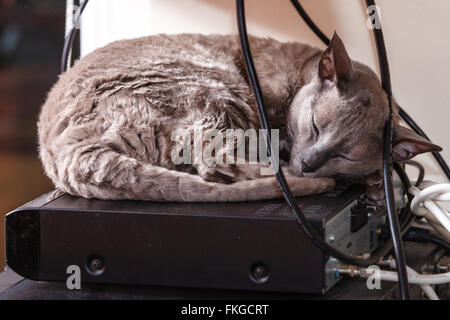 Gli animali di casa. Mau Egiziano gatto dorme indoor sulle apparecchiature elettroniche Foto Stock