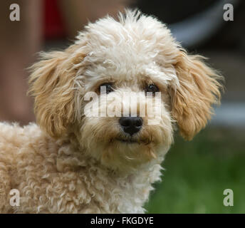 Cucciolo di Cavapoo Foto Stock