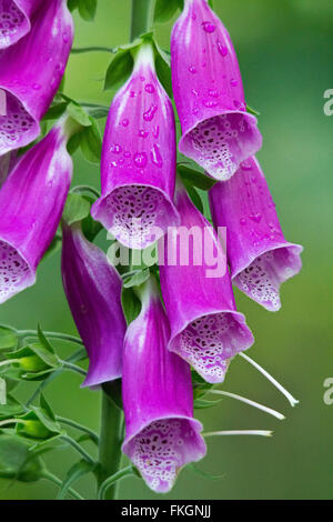 Fox guanti o Digitalis purpurea viola lungo la forma a campana fiori rivolti verso il basso. Preso in formato verticale mostrante dropplets d'acqua. Foto Stock