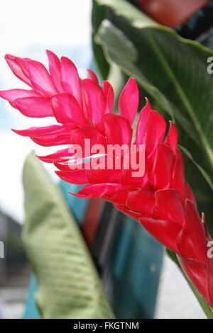 Lo zenzero Lily (Hedychium) Foto Stock