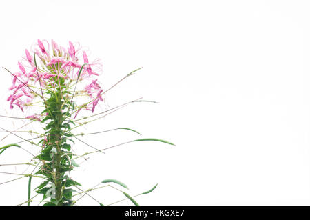 Fiore ragno isolato su sfondo bianco. Foto Stock