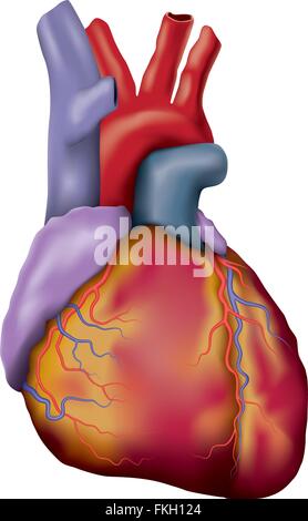 Cuore umano illustrazione Illustrazione Vettoriale