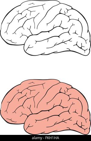 Cervello umano disegno Illustrazione Vettoriale