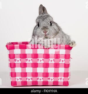 Netherland Dwarf Rabbit Foto Stock