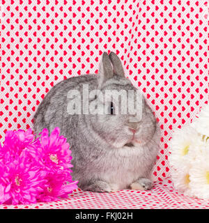 Netherland Dwarf Rabbit Foto Stock
