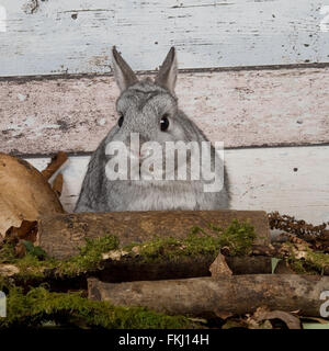 coniglio Foto Stock
