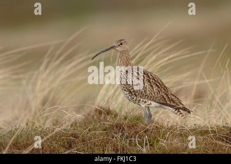 Eurasian Curlew / Grosser Brachvogel ( Numenius arquata ) sta in piedi dalle dune di un isola di wadden, bei colori, luce morbida. Foto Stock