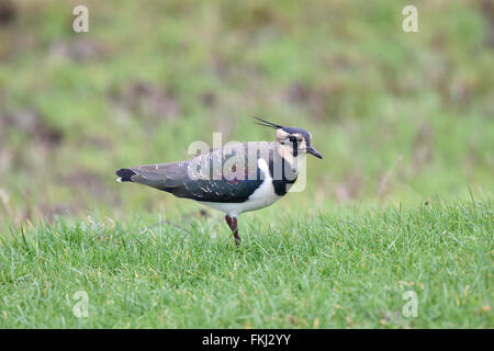 Una Pavoncella alimentazione su un pascolo di marsh a Elmley Marsh, Kent, Regno Unito. Foto Stock