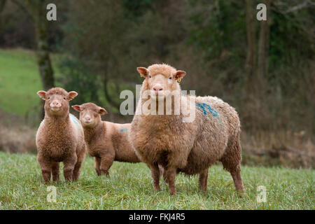 Premi per pecora e i suoi due agnelli Foto Stock