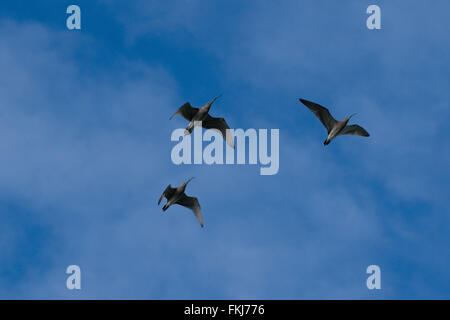 Numenius americanus, ricci volanti Foto Stock