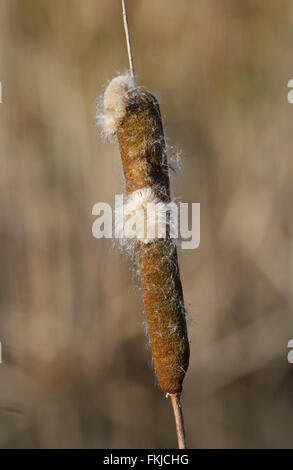 Bullrush seme head (Typha latifolia) Foto Stock