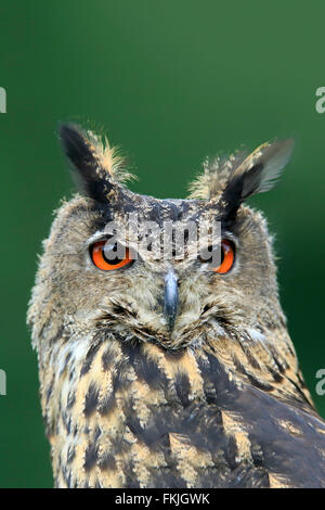 Il gufo reale, Eifel, Germania, Europa / (Bubo bubo) Foto Stock