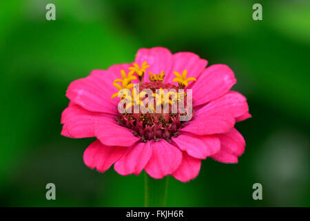 Zinnia / (Zinnia elegans) Foto Stock