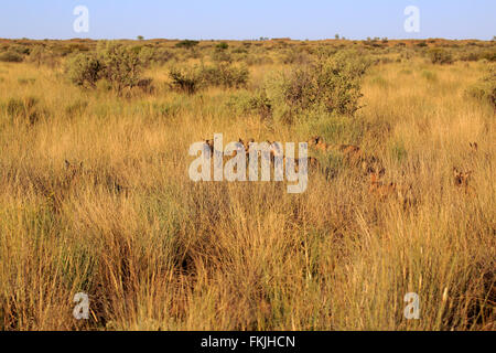 African Wild Dog, gruppo caccia con collare radio, Tswalu Game Reserve, il Kalahari, Northern Cape, Sud Africa Africa / (Lycaon Foto Stock