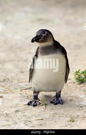 Jackass Penguin, African Penguin, subadult, Boulders Beach, Simonstown, Western Cape, Sud Africa Africa / (Spheniscus Foto Stock