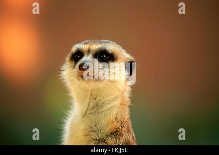 Suricate facendo bagni di sole nelle ore mattutine per riscaldarsi, Tswalu Game Reserve, il Kalahari, Northern Cape, Sud Africa Africa / Foto Stock