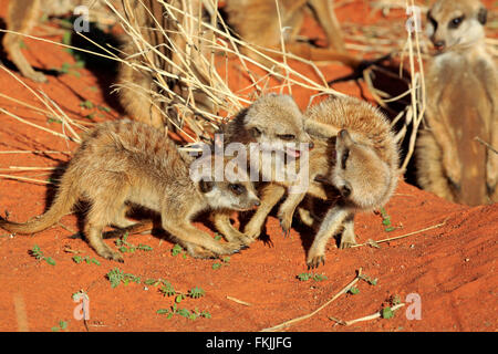 Suricate, youngs giocando nel sole di mattina, il comportamento sociale, Tswalu Game Reserve, il Kalahari, Northern Cape, Sud Africa Africa / Foto Stock