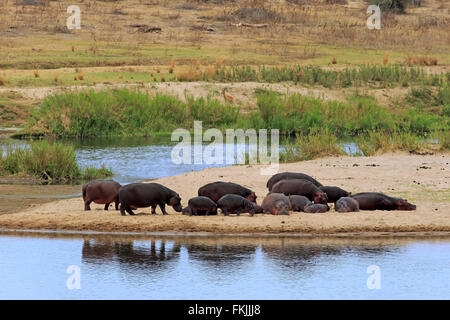 Ippopotamo, famiglia poggiante sulla riva, Kruger Nationalpark, Sud Africa Africa / (Hippopotamus amphibius) Foto Stock