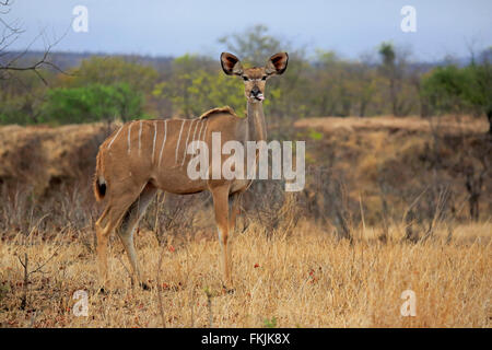 Maggiore Kudu, femmina adulta, Kruger Nationalpark, Sud Africa Africa / (Tragelaphus strepsiceros) Foto Stock