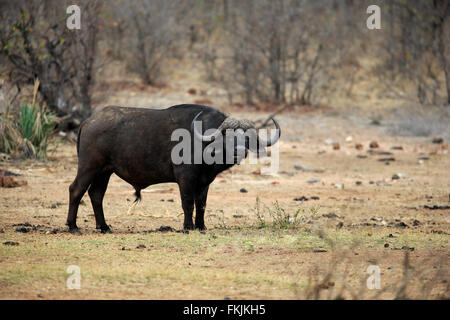 Bufalo africano, adulto, Kruger Nationalpark, Sud Africa Africa / (Syncerus caffer) Foto Stock