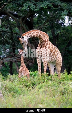 Cape Giraffe, femmina con giovani, Saint Lucia Estuary, Isimangaliso Wetland Park, Kwazulu Natal, Sud Africa Africa / (Giraffa Foto Stock