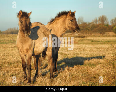 Giovani cavalli Konik ( o Polacco cavallo primitivo), nella riserva naturale, Wassenaar, South Holland, Paesi Bassi. Foto Stock