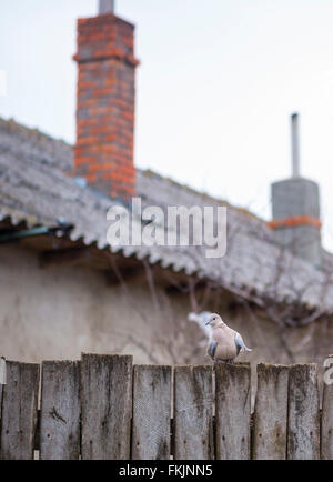 Pigeon su una staccionata di legno a campagna Foto Stock