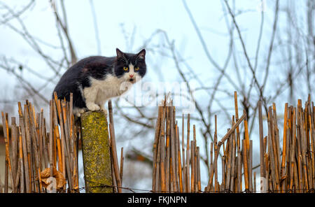 Cat in un recinto. Vicini di casa il gatto è staring al fotografo. Foto Stock