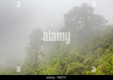 Alberi nella nebbia nel Los Tilos bosco su La Palma Isole Canarie Spagna. Foto Stock