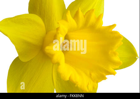 Giallo singolo daffodil flower close up. Foto Stock