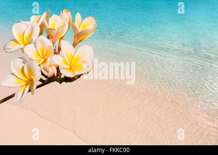 Il ramo di fiori di frangipani (plumeria) close-up, spiaggia tropicale sfondo Foto Stock