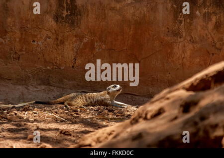Suricate/Meerkat nel giardino Kwena, Sun City, Sud Africa Foto Stock