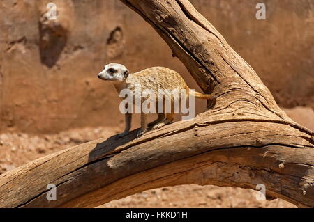Suricate/Meerkat nel giardino Kwena, Sun City, Sud Africa Foto Stock