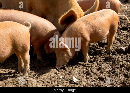 Una cucciolata di british Tamworth suinetti e una scrofa in un campo fangoso Foto Stock