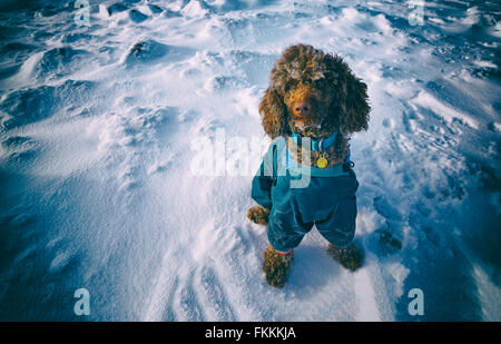 Un barboncino in miniatura in una camicia si sedette sulla neve con la brina si accumula sulla loro lana nell'aria fredda. Aggiunto il grano e colore Foto Stock