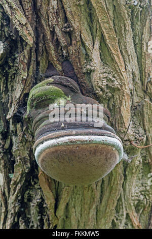 Zoccolo Fungo, o staffa Tinder fungo: Fomes fomentarius. Sussex, Inghilterra Foto Stock