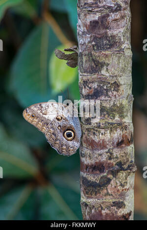 Pale farfalla Civetta: Caligo telamonious memnon Foto Stock