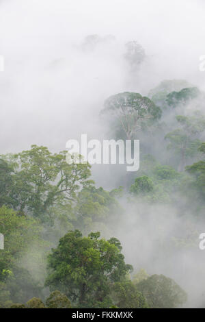 La foresta pluviale tropicale con alberi che appare attraverso early morning mist. Danum Valley, Sabah Borneo Foto Stock