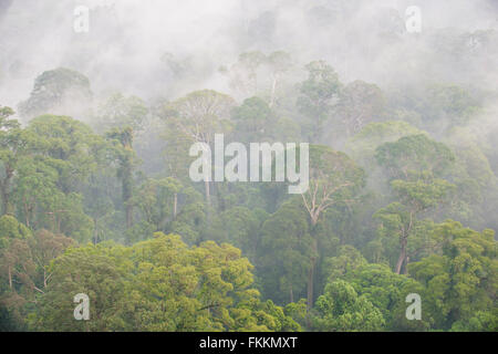 La foresta pluviale tropicale con alberi che appare attraverso early morning mist. Danum Valley, Sabah Borneo Foto Stock