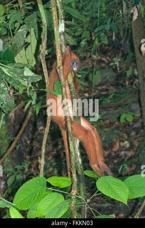 Red Leaf Monkey: Presbytis rubicunda. Sabah, Borneo Foto Stock