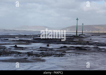 Borth, Ceredigion, Galles. 9 Marzo, 2016. Regno Unito: Meteo foresta pietrificata viene visualizzata di nuovo dopo le recenti tempeste e sabbie mobili di rivelare centinaia di ceppi di alberi risalenti all'età del bronzo 6.000 anni fa. i monconi che sorge fuori della sabbia come denti rotti ! Credito: mike davies/Alamy Live News Foto Stock