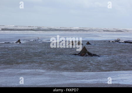 Borth, Ceredigion, Galles. 9 Marzo, 2016. Regno Unito: Meteo foresta pietrificata viene visualizzata di nuovo dopo le recenti tempeste e sabbie mobili di rivelare centinaia di ceppi di alberi risalenti all'età del bronzo 6.000 anni fa. i monconi che sorge fuori della sabbia come denti rotti ! Credito: mike davies/Alamy Live News Foto Stock