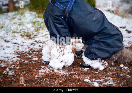 Edificio di neve fino alle gambe di un barboncino mentre indossare stivali di gomma per proteggere i loro piedi. Foto Stock