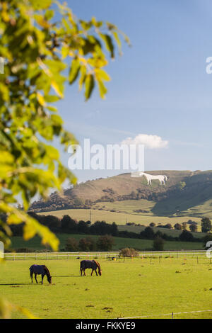 Un enorme cavallo di gesso sulla collina sopra Westbury,Somerset, Inghilterra,U.K., Foto Stock