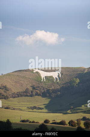 Un enorme cavallo di gesso sulla collina sopra Westbury,Somerset, Inghilterra,U.K., Foto Stock