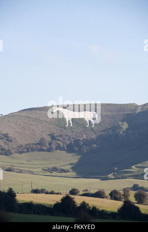 Un enorme cavallo di gesso sulla collina sopra Westbury,Somerset, Inghilterra,U.K., Foto Stock