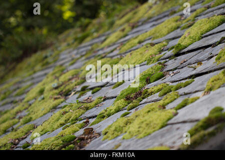 Il muschio verde sul tetto in ardesia piastrelle Foto Stock