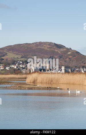 Conwy Castello medievale Gwynedd Galles del Nord Regno Unito Foto Stock
