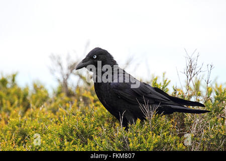 Australian corvo imperiale (Corvus coronoides) seduto su una boccola nel Parco Nazionale di Flinders Chase su Kangaroo Island, in Australia. Foto Stock