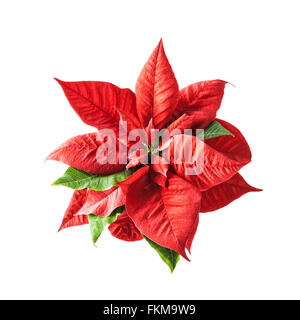 Fiori invernali. Red poinsettia isolati su sfondo bianco. Il tempo di Natale. Un singolo oggetto con il tracciato di ritaglio Foto Stock